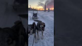 This afternoon run was like running through a dream. #dogshorts #dogsledding #beautiful #sunset