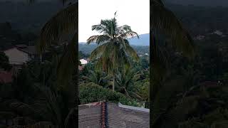 Evening view from the balcony 🐦‍⬛🌄 #bookingcom #tripadvisor #travel #visittosrilanka #viral