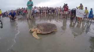 Four Sea Turtles Released on September 16, 2015