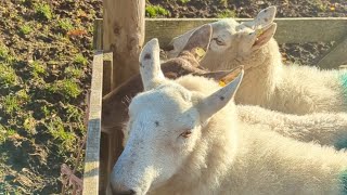 We hung out with some sheep on the outskirts of Dublin Ireland! #dublin #travel