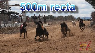 Carrera recta 500m liga del Molino, en Socuellamos