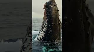 when a humpback jumps #shorts #ocean #fish #whale