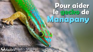 Plantation d'espèces indigènes en faveur du gecko Manapany -Yabalex