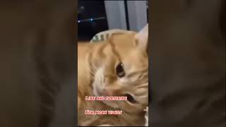 My cat upset with me #shorts #youtubeshorts #trending #tiktok #compilation #viral #status #2021 #pet