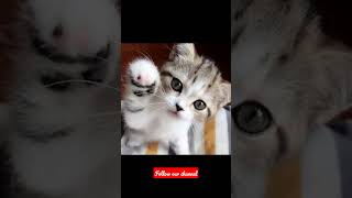 Cat #cat #catlover #shortvideo #youtubeshorts #shortviral #shortsfeed #shortsyoutube #ytshort