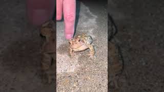 Tickling The Sides of a Frog #tiktok #shorts #frog #animal