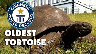 How old is the world's OLDEST LAND ANIMAL? | Guinness World Records