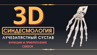 Связки Лучезапястного Сустава - 3D Анатомия Связок