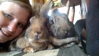 After The Death Of My Mother, I Discovered The Power Of Rabbit Therapy