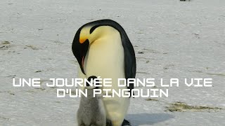 Une journée dans la vie d'un pingouin