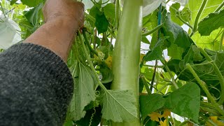 আজ গাডেনের  অনেক গাছ কাটলাম How to puren asian Vegetables #gourd  #bangladeshi #2023