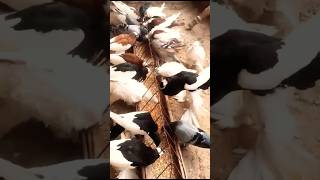 Beautiful Pigeons Loft|| #foryou #viralvideo #viral #youtubeshorts #ytshorts #trending #reels