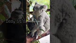 Guess the creature #australia #animals #youtubeshorts #koala #fyp #trending