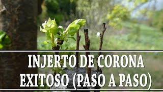 ¿Cómo hacer BIEN un INJERTO de CORTEZA o de CORONA? (paso a paso)//Tito Compae