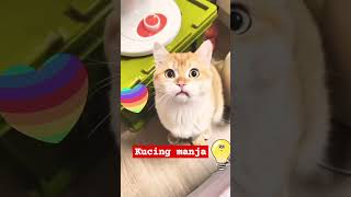 Cute and funny cat