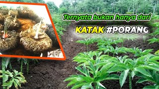 Mengenal sumber bibit porang