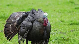 Outdoor Video: Higdon Outdoors - Turkey Decoy Launch