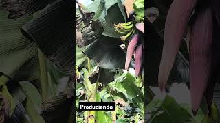 El esfuerzo y perseverancia da resultado. Gracias a Dios 🙏🙏#agriculture