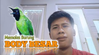 SYARAT UTAMA & KIAT-KIAT DALAM MERAWAT BURUNG LOMBA !! FULL DURASI ‼️