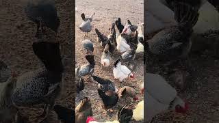 أنواع الطيور من مزرعة با عبدو 🦢🐓🕊️🦆🐔