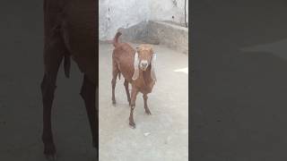 Goat Looking For Food #shortvideo #animals #goatgoat #goatfarming