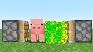 pig + xp = ???