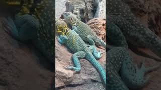 See how deep their friendship is and one is by listening to children voice’s // lizards 🦎