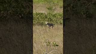 Prancing into range. #foxpro #coyote #hunting #shorts