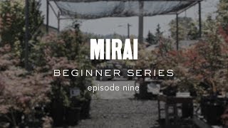 Bonsai Beginner Series - Repotting