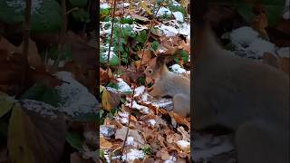 Бусинка делает запасы ⛄🍁😋🌰🐿❤🐾🌳🌲 #белка #белочка #squirrel #animals #животные #дружба #любовь #лес🐿❤🍁