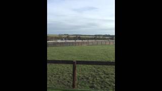 Equine Salt Therapy in Ireland