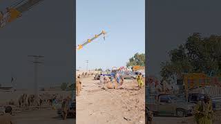 The camel is being prepared for loading #ytshorts #camelloading #cameltransport #cameltruck #shorts