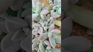 Succulents#10