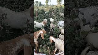 #lowcostbusinessideas #animals #goatfarmingbusiness #viralgoatvideo