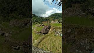 Bikin hati adem mendengar sholawat di saung sawah kaya gini || Robbi Kholaq #shorts