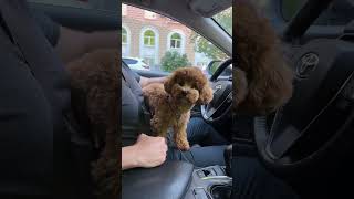 Лохматое чудо! Малыш - Симба. Мальтипу 🥰❤️ Забавные животные.  Maltipoo 🥰❤️ Funny animals.