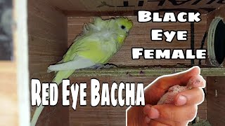 Black Eye Hogoromo ne Nikale Red Eye Albino Hogoromo Bacche - Ye kaise hua?🤔😍 || All About Pets