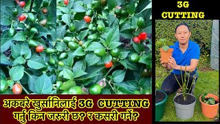 Dalle Khursani | How to do 3G cutting in chilli plants for better yield | Pruning Chillies | Nepali