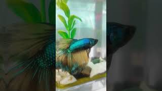 Betta fish💙💙 _ beautiful fish_ shorts