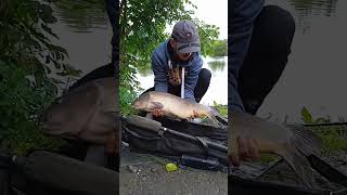 15lb 1st fish 🙃👀. #fishing #fishingvideo #carpfishing #camping #fish #subscribe #chill