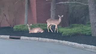 DEER in MANALAPAN, NJ