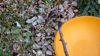 Unexpected Wildlife Call: Juvenile Black Rat Snake