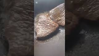 Frying beef steak matching fire amazing results #asmr #shorts