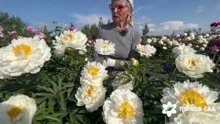 Fringed Ivory peony. Фринджед Айвори пион. Пулков сад