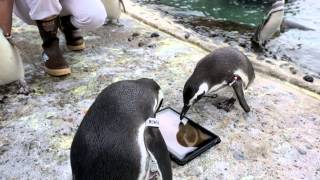 Cool Hunting Video: Penguin Enrichment