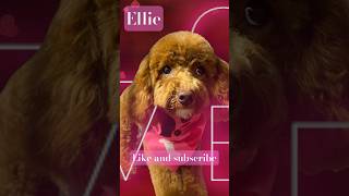 Ellie- “At Last” #doodle #mini #sweet #subscribe