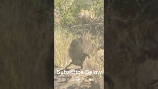 Hunting Baboons in Africa! #shorts