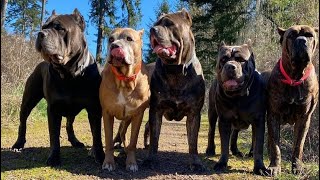 Cane Corso Atacando Assaltantes | Toda A força do Cane Corso