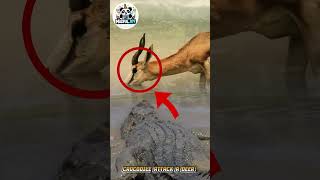 Deer Attacked by Crocodile at River’s Edge – You Won’t Believe What Happens! #amazing #movie