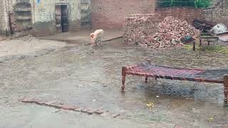 aaj ki taaja Samachar Barish Kaisa mausam rahega Punjab village Pakistan kasur gaon musladhar Barish